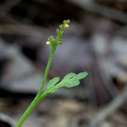 Botrychium matricariifolium (daisy-leaved moonwort)
